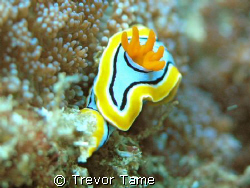 naudibranch at Flinders Reef by Trevor Tame 